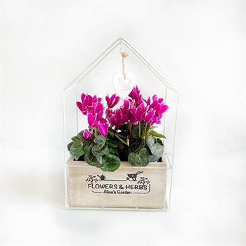 זוג רקפות בכלי מיוחד