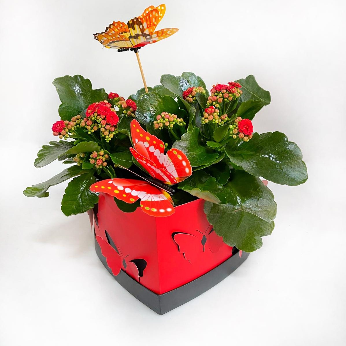 ניצניות מאוהבות